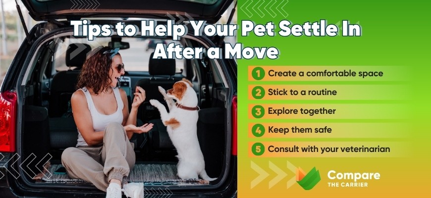 Helping your pet feel at home